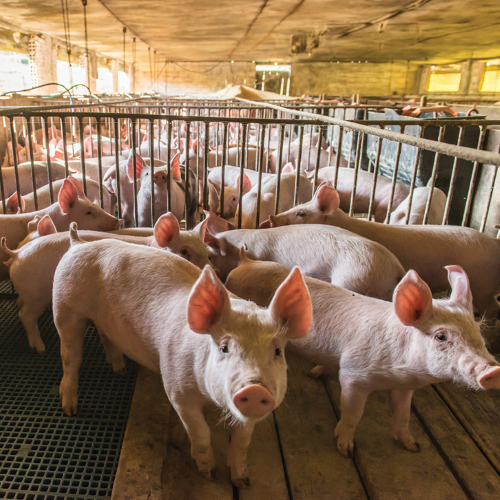 gene editing webinar